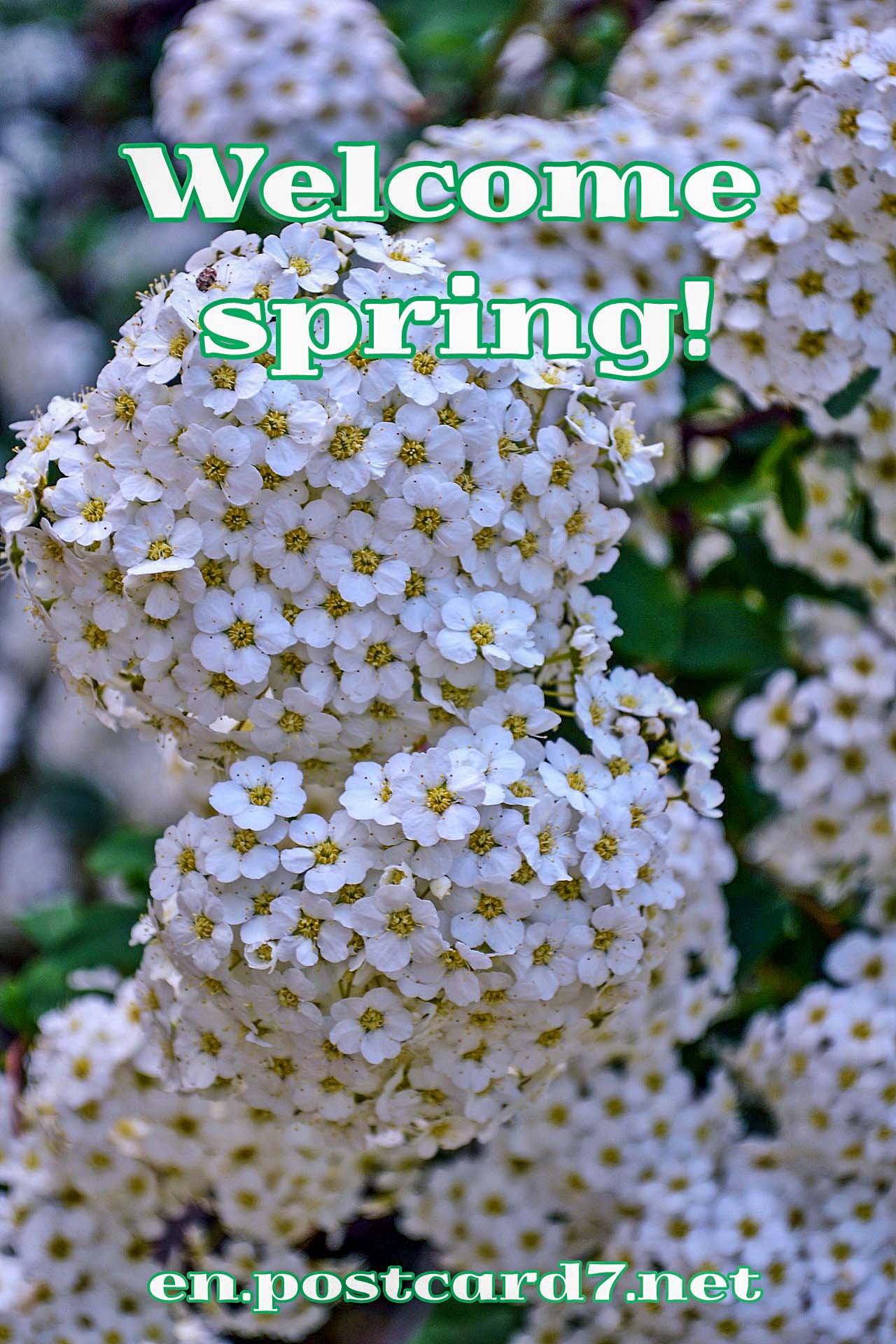 Welcome spring, postcard with white inflorescence